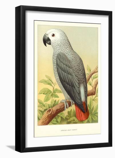 African Grey Parrot-null-Framed Art Print