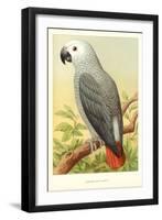 African Grey Parrot-null-Framed Art Print