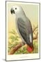 African Grey Parrot-null-Mounted Art Print