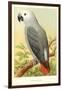 African Grey Parrot-null-Framed Art Print