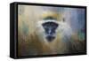 African Grivet Monkey-Jai Johnson-Framed Stretched Canvas