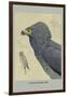 African Harrier Hawk-Louis Agassiz Fuertes-Framed Art Print