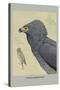 African Harrier Hawk-Louis Agassiz Fuertes-Stretched Canvas