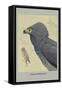 African Harrier Hawk-Louis Agassiz Fuertes-Framed Stretched Canvas