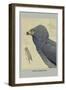 African Harrier Hawk-Louis Agassiz Fuertes-Framed Art Print