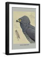 African Harrier Hawk-Louis Agassiz Fuertes-Framed Art Print