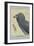 African Harrier Hawk-Louis Agassiz Fuertes-Framed Art Print