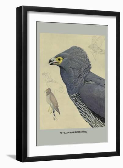 African Harrier Hawk-Louis Agassiz Fuertes-Framed Art Print