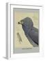 African Harrier Hawk-Louis Agassiz Fuertes-Framed Art Print