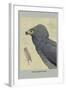 African Harrier Hawk-Louis Agassiz Fuertes-Framed Art Print