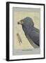 African Harrier Hawk-Louis Agassiz Fuertes-Framed Art Print