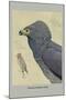 African Harrier Hawk-Louis Agassiz Fuertes-Mounted Art Print