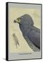 African Harrier Hawk-Louis Agassiz Fuertes-Framed Stretched Canvas