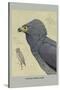 African Harrier Hawk-Louis Agassiz Fuertes-Stretched Canvas