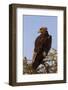 African Hawk Eagle-DR_Flash-Framed Photographic Print