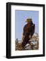 African Hawk Eagle-DR_Flash-Framed Photographic Print