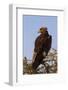 African Hawk Eagle-DR_Flash-Framed Photographic Print