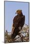 African Hawk Eagle-DR_Flash-Mounted Photographic Print