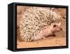 African Hedgehog, Native to Africa-David Northcott-Framed Stretched Canvas