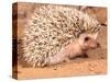 African Hedgehog, Native to Africa-David Northcott-Stretched Canvas