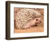 African Hedgehog, Native to Africa-David Northcott-Framed Photographic Print