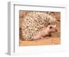 African Hedgehog, Native to Africa-David Northcott-Framed Photographic Print