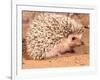 African Hedgehog, Native to Africa-David Northcott-Framed Photographic Print