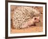 African Hedgehog, Native to Africa-David Northcott-Framed Photographic Print