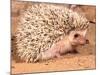 African Hedgehog, Native to Africa-David Northcott-Mounted Photographic Print