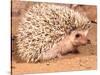 African Hedgehog, Native to Africa-David Northcott-Stretched Canvas