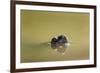 African Helmeted Turtle, Kruger National Park, South Africa-Paul Souders-Framed Photographic Print