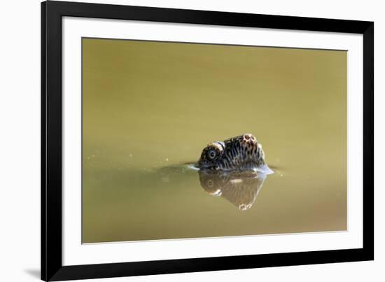 African Helmeted Turtle, Kruger National Park, South Africa-Paul Souders-Framed Photographic Print