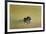 African Helmeted Turtle, Kruger National Park, South Africa-Paul Souders-Framed Photographic Print