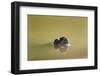 African Helmeted Turtle, Kruger National Park, South Africa-Paul Souders-Framed Photographic Print