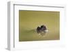 African Helmeted Turtle, Kruger National Park, South Africa-Paul Souders-Framed Photographic Print