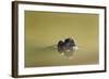 African Helmeted Turtle, Kruger National Park, South Africa-Paul Souders-Framed Photographic Print