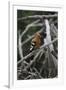 African Hoopoe 01-Bob Langrish-Framed Photographic Print