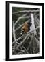 African Hoopoe 01-Bob Langrish-Framed Photographic Print