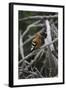 African Hoopoe 01-Bob Langrish-Framed Photographic Print