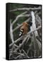 African Hoopoe 01-Bob Langrish-Framed Stretched Canvas