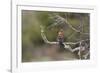 African Hoopoe 02-Bob Langrish-Framed Photographic Print