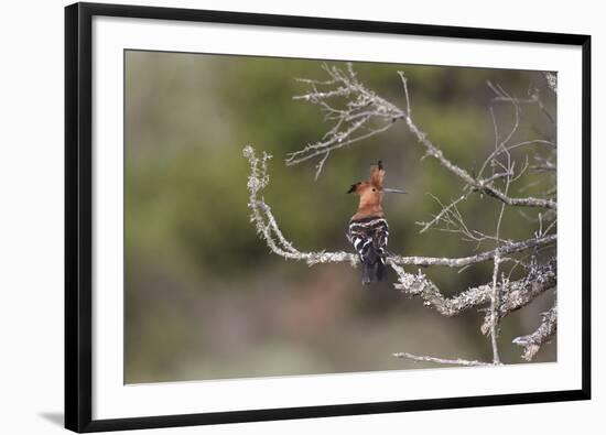 African Hoopoe 02-Bob Langrish-Framed Photographic Print