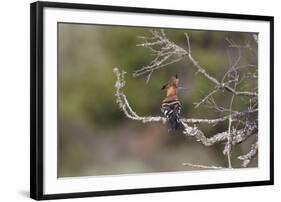 African Hoopoe 02-Bob Langrish-Framed Photographic Print