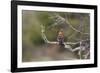 African Hoopoe 02-Bob Langrish-Framed Photographic Print