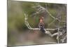 African Hoopoe 02-Bob Langrish-Mounted Photographic Print