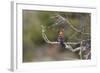 African Hoopoe 02-Bob Langrish-Framed Photographic Print