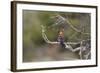 African Hoopoe 02-Bob Langrish-Framed Photographic Print