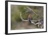 African Hoopoe 02-Bob Langrish-Framed Photographic Print