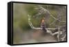 African Hoopoe 02-Bob Langrish-Framed Stretched Canvas