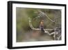 African Hoopoe 02-Bob Langrish-Framed Photographic Print